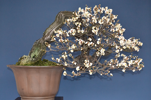 ume